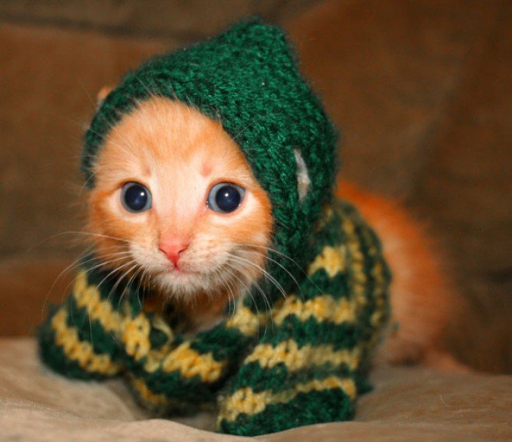 Illustration de l'article : Plus mignon que ces 23 chatons, tu meurs !