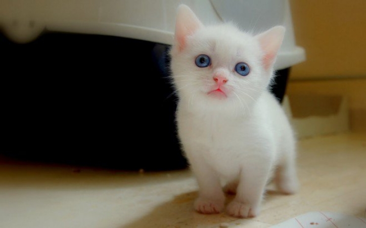 Illustration de l'article : Plus mignon que ces 23 chatons, tu meurs !