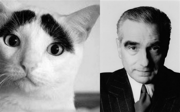 Illustration de l'article : Ces 17 chats dont la ressemblance avec des célébrités (ou autres) est frappante