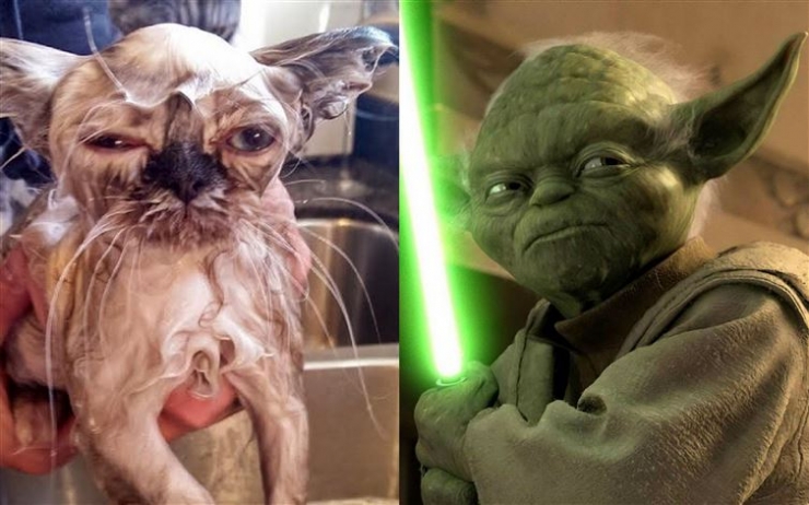 Illustration de l'article : Ces 17 chats dont la ressemblance avec des célébrités (ou autres) est frappante