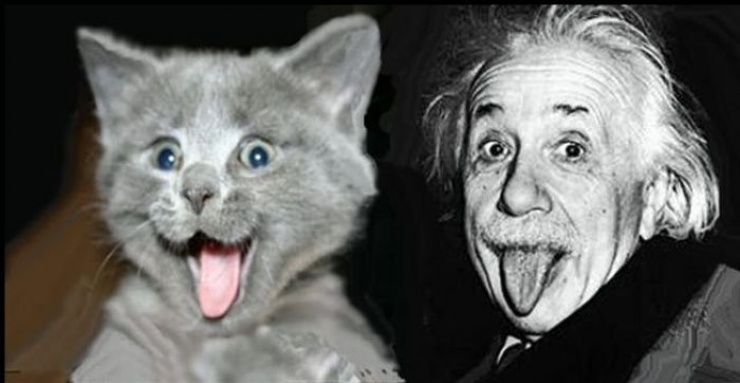 Illustration de l'article : Ces 17 chats dont la ressemblance avec des célébrités (ou autres) est frappante