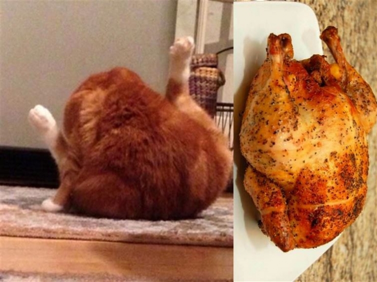 Illustration de l'article : Ces 17 chats dont la ressemblance avec des célébrités (ou autres) est frappante