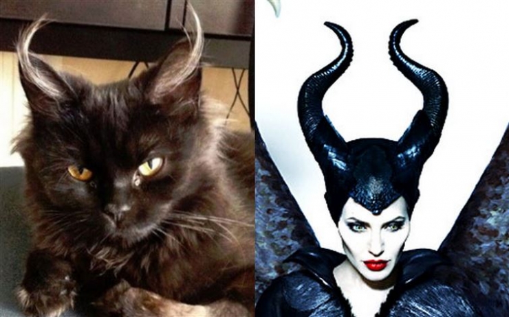 Illustration de l'article : Ces 17 chats dont la ressemblance avec des célébrités (ou autres) est frappante