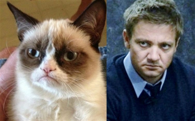 Illustration de l'article : Ces 17 chats dont la ressemblance avec des célébrités (ou autres) est frappante