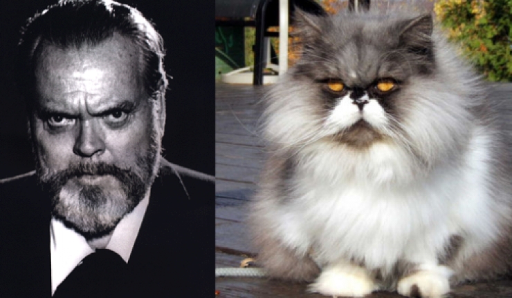 Illustration de l'article : Ces 17 chats dont la ressemblance avec des célébrités (ou autres) est frappante