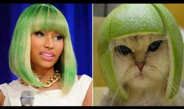 Illustration de l'article : Ces 17 chats dont la ressemblance avec des célébrités (ou autres) est frappante