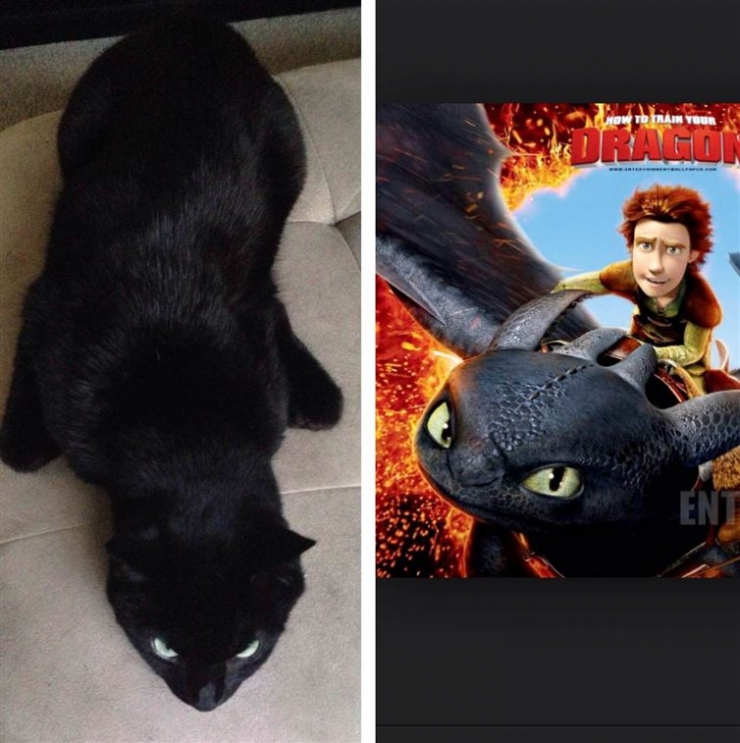 Illustration de l'article : Ces 17 chats dont la ressemblance avec des célébrités (ou autres) est frappante