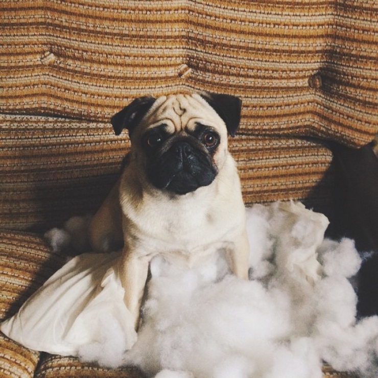 Illustration de l'article : 16 chiens pris la patte dans le sac