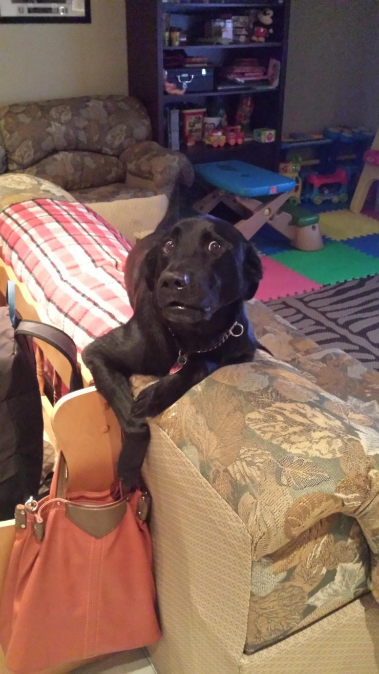Illustration de l'article : 16 chiens pris la patte dans le sac
