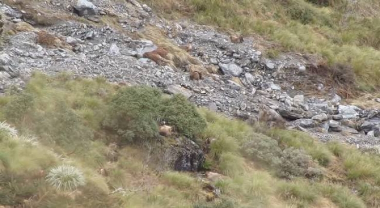 Illustration de l'article : Des animaux se cachent dans cette image : saurez-vous les trouver ?