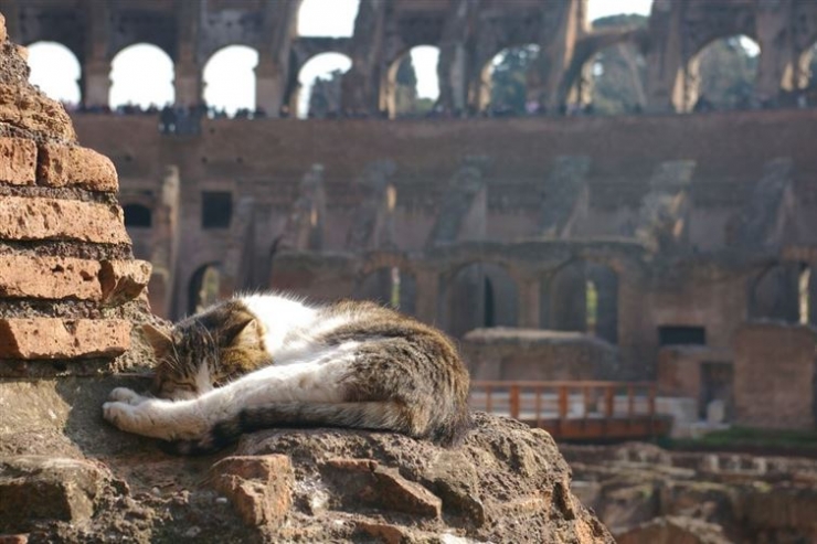 Illustration de l'article : 19 photos de chats posant dans différentes villes du monde