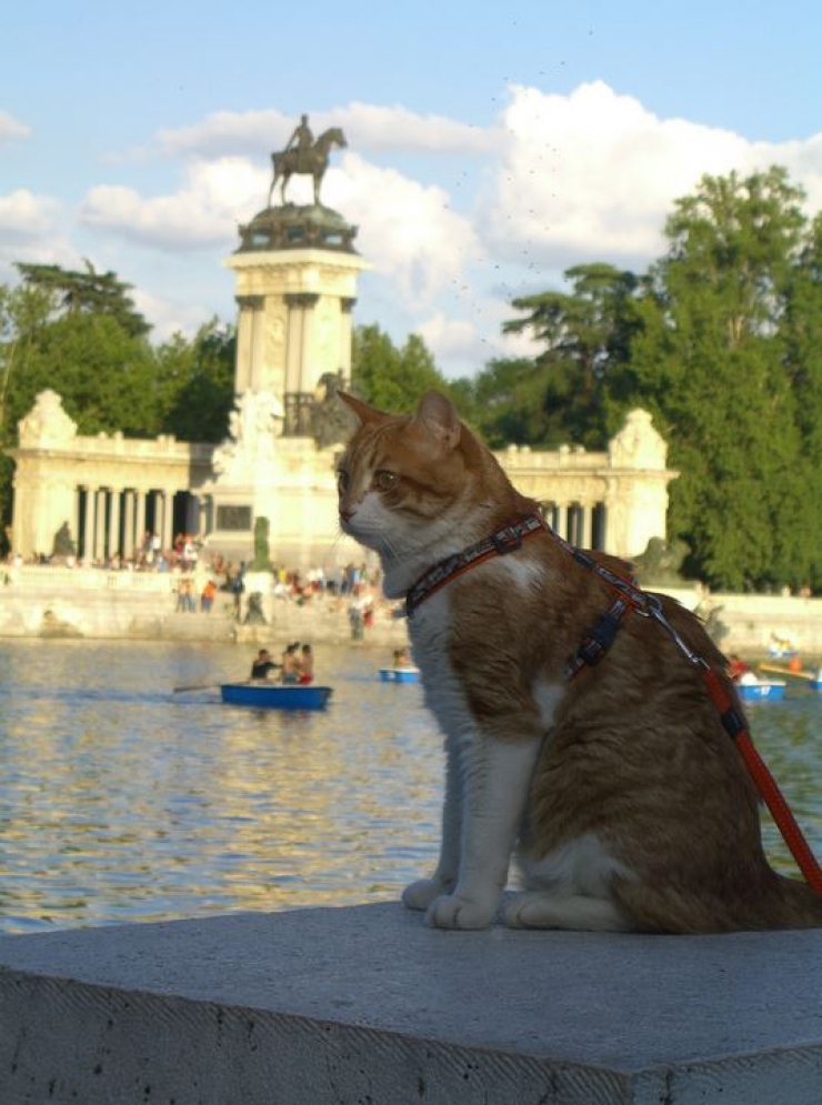Illustration de l'article : 19 photos de chats posant dans différentes villes du monde