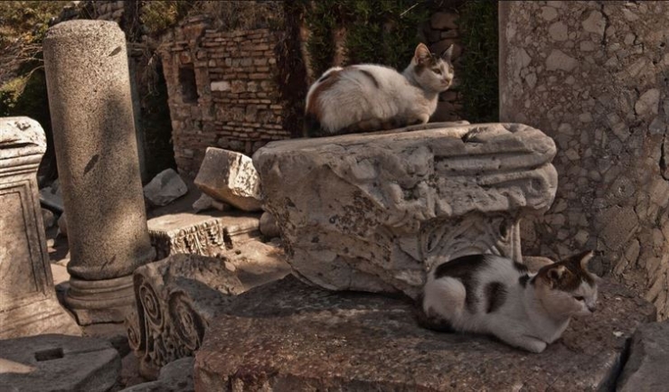 Illustration de l'article : 19 photos de chats posant dans différentes villes du monde