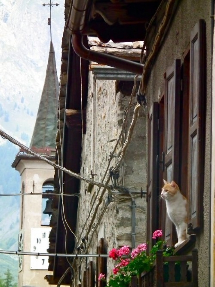 Illustration de l'article : 19 photos de chats posant dans différentes villes du monde