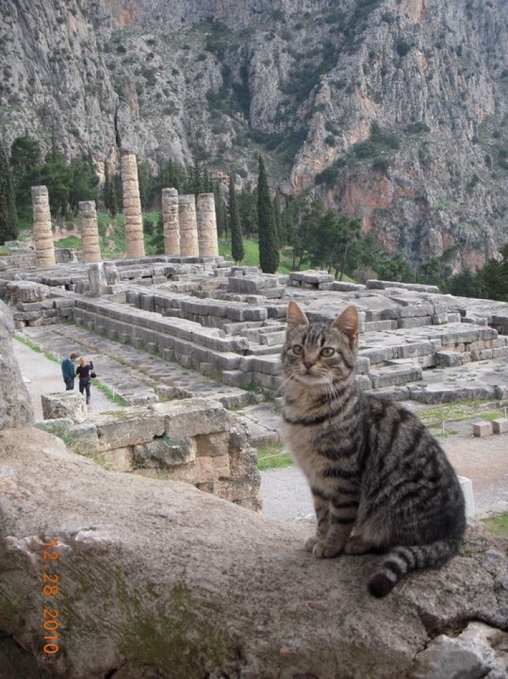 Illustration de l'article : 19 photos de chats posant dans différentes villes du monde