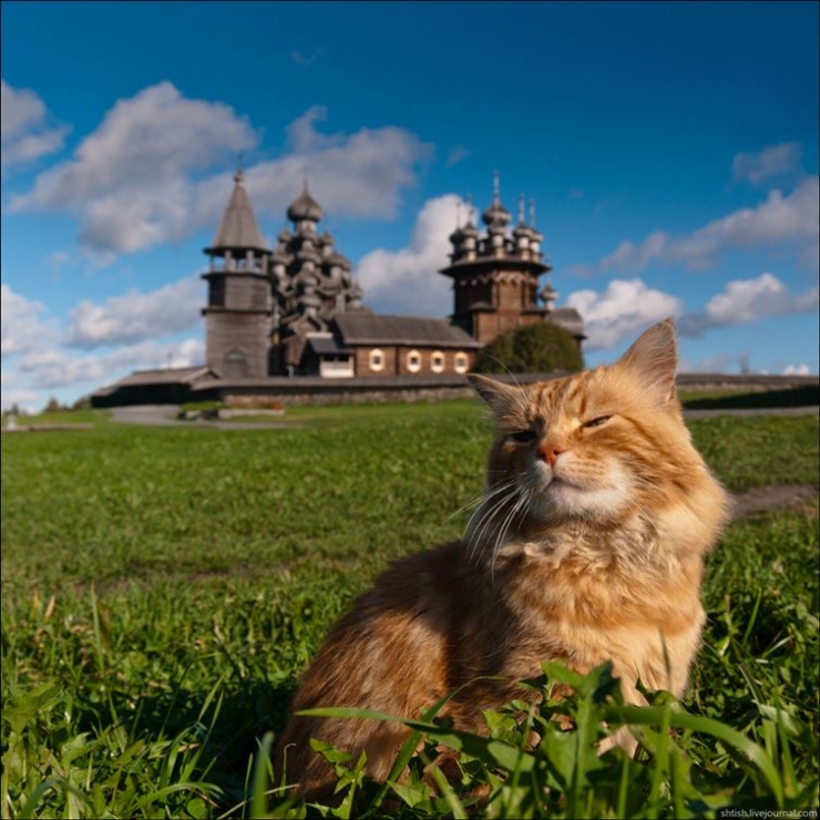 Illustration de l'article : 19 photos de chats posant dans différentes villes du monde