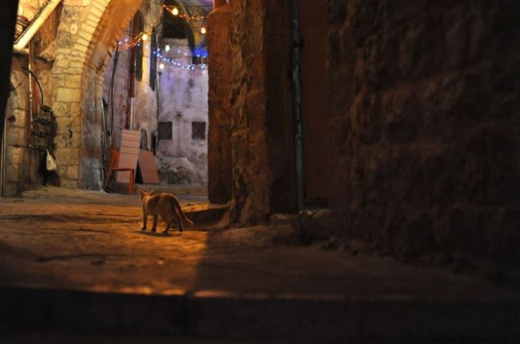 Illustration de l'article : 19 photos de chats posant dans différentes villes du monde