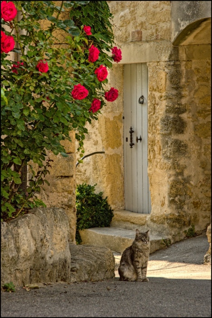 Illustration de l'article : 19 photos de chats posant dans différentes villes du monde