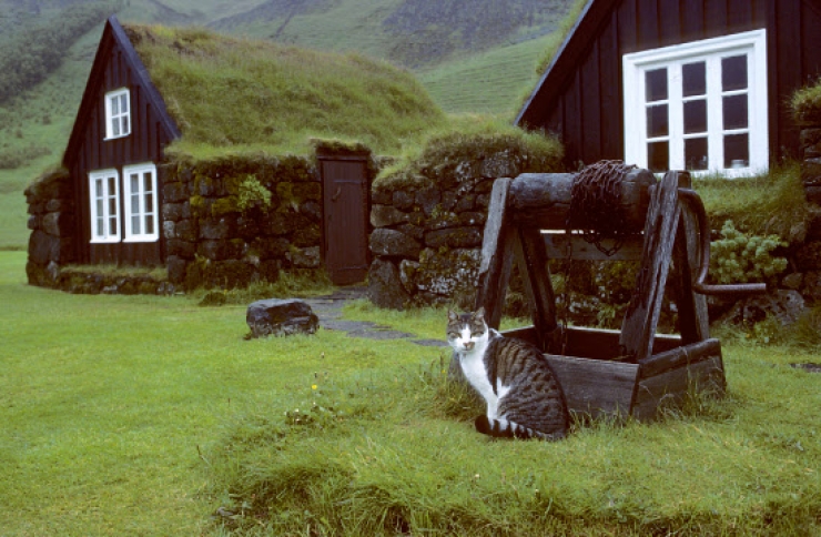 Illustration de l'article : 19 photos de chats posant dans différentes villes du monde