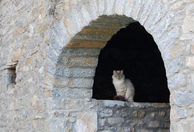 Illustration de l'article : 19 photos de chats posant dans différentes villes du monde