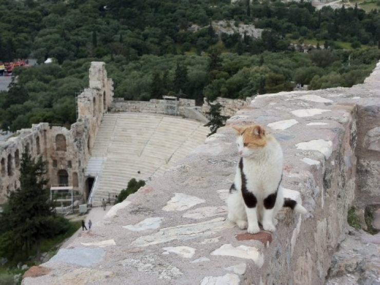 Illustration de l'article : 19 photos de chats posant dans différentes villes du monde