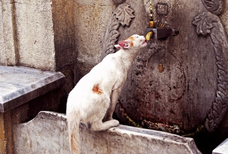 Illustration de l'article : 19 photos de chats posant dans différentes villes du monde