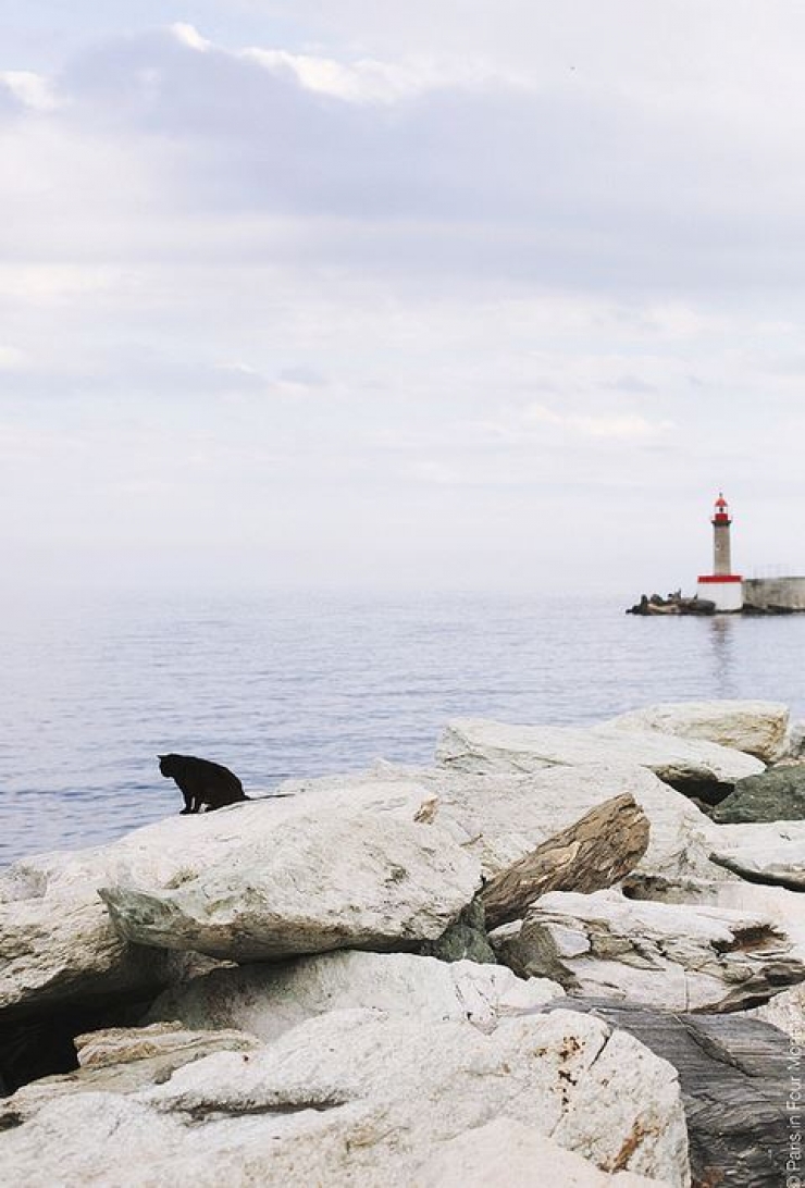 Illustration de l'article : 19 photos de chats posant dans différentes villes du monde