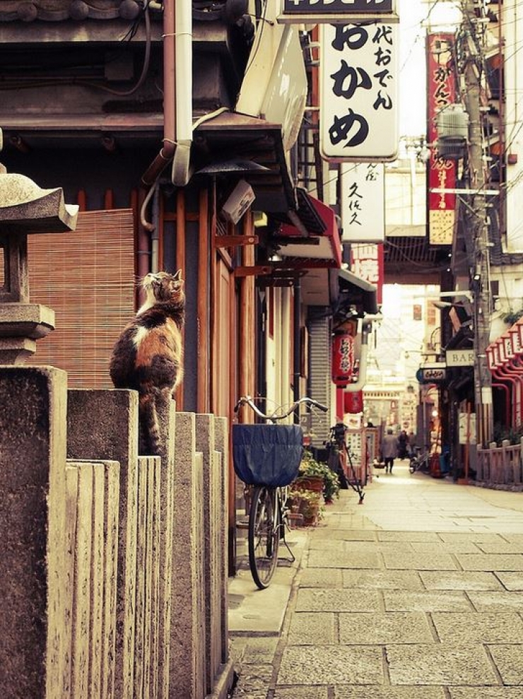 Illustration de l'article : 19 photos de chats posant dans différentes villes du monde