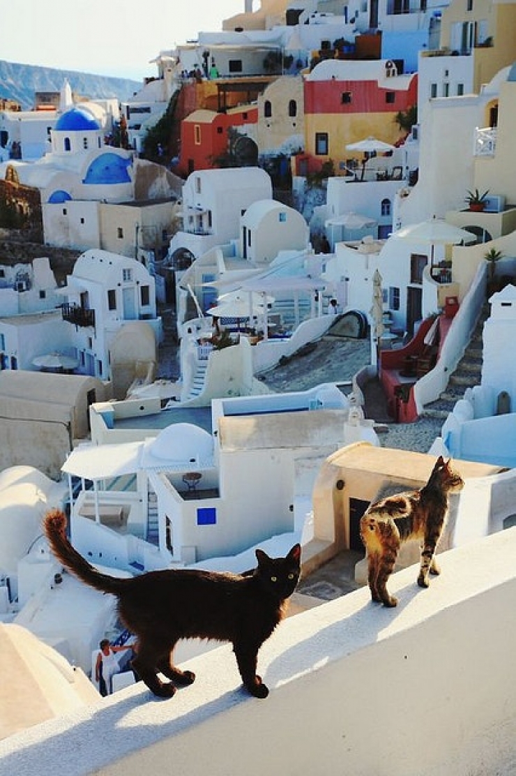 Illustration de l'article : 19 photos de chats posant dans différentes villes du monde