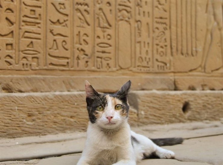 Illustration de l'article : 19 photos de chats posant dans différentes villes du monde