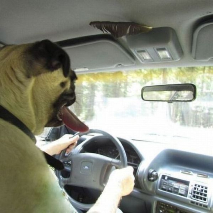 Illustration de l'article : 15 photos prises au bon moment et qu'il vous faudra regarder au minimum deux fois pour les comprendre!