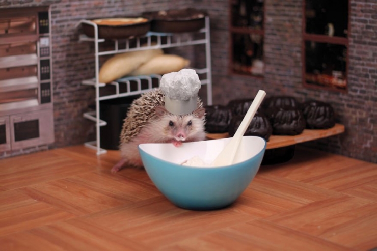 Illustration de l'article : Les aventures de Humphrey le hérisson en 13 amusantes photos