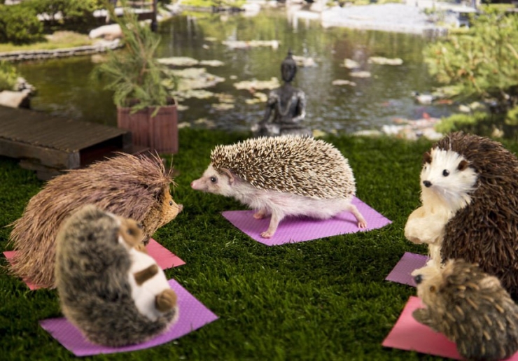 Illustration de l'article : Les aventures de Humphrey le hérisson en 13 amusantes photos