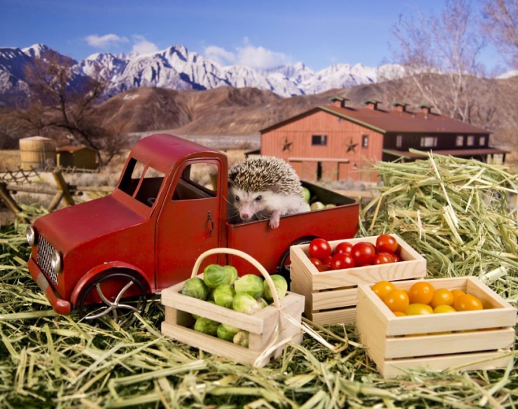Illustration de l'article : Les aventures de Humphrey le hérisson en 13 amusantes photos