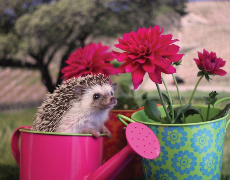 Illustration de l'article : Les aventures de Humphrey le hérisson en 13 amusantes photos