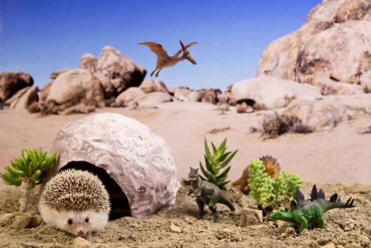 Illustration de l'article : Les aventures de Humphrey le hérisson en 13 amusantes photos