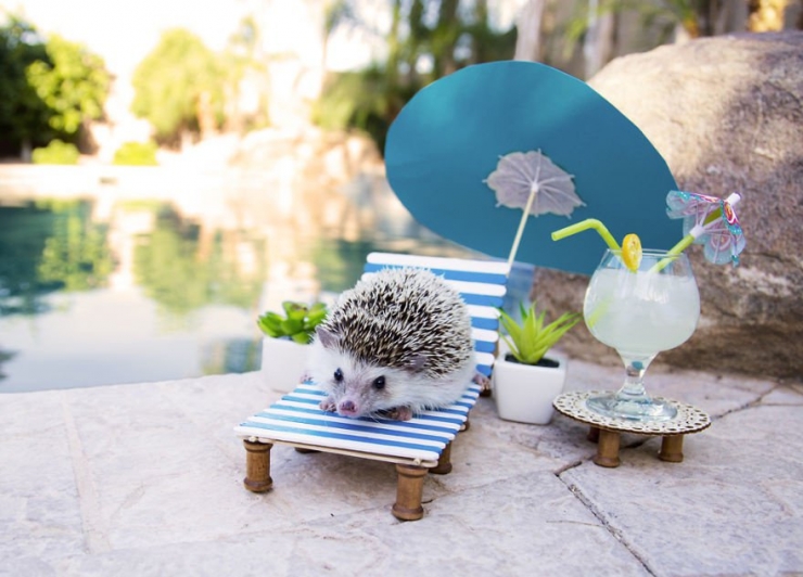 Illustration de l'article : Les aventures de Humphrey le hérisson en 13 amusantes photos