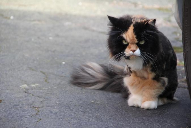 Illustration de l'article : Ces 17 animaux qui mijotent quelque chose de pas très net