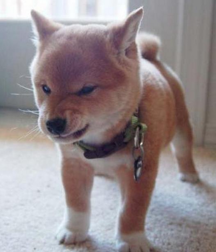 Illustration de l'article : Ces 17 animaux qui mijotent quelque chose de pas très net