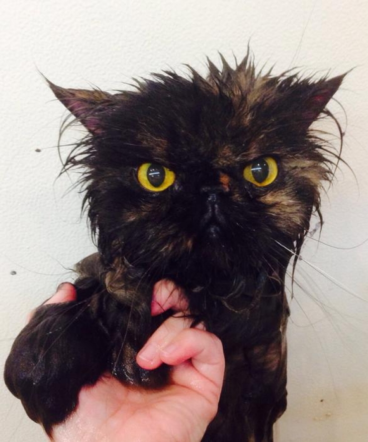 Illustration de l'article : Ces 17 animaux qui mijotent quelque chose de pas très net