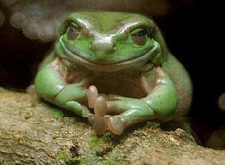 Illustration de l'article : Ces 17 animaux qui mijotent quelque chose de pas très net