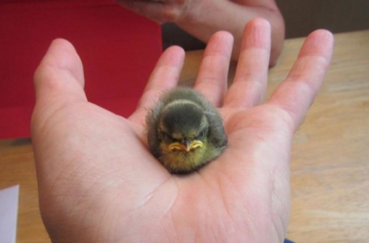 Illustration de l'article : Ces 17 animaux qui mijotent quelque chose de pas très net