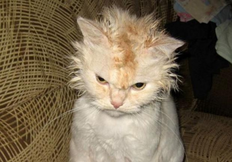 Illustration de l'article : Ces 17 animaux qui mijotent quelque chose de pas très net