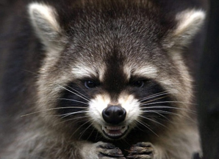 Illustration de l'article : Ces 17 animaux qui mijotent quelque chose de pas très net