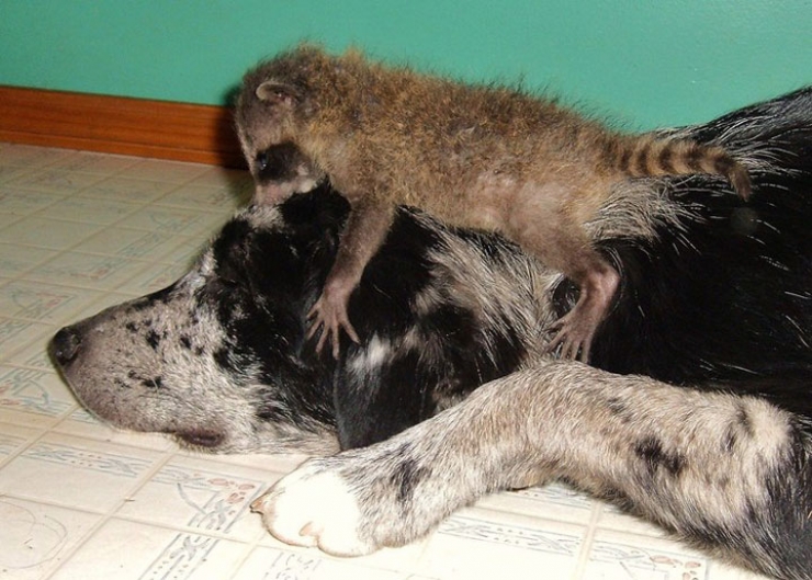 Illustration de l'article : Dans ce refuge pas comme les autres, des animaux de différentes espèces vivent en parfaite harmonie