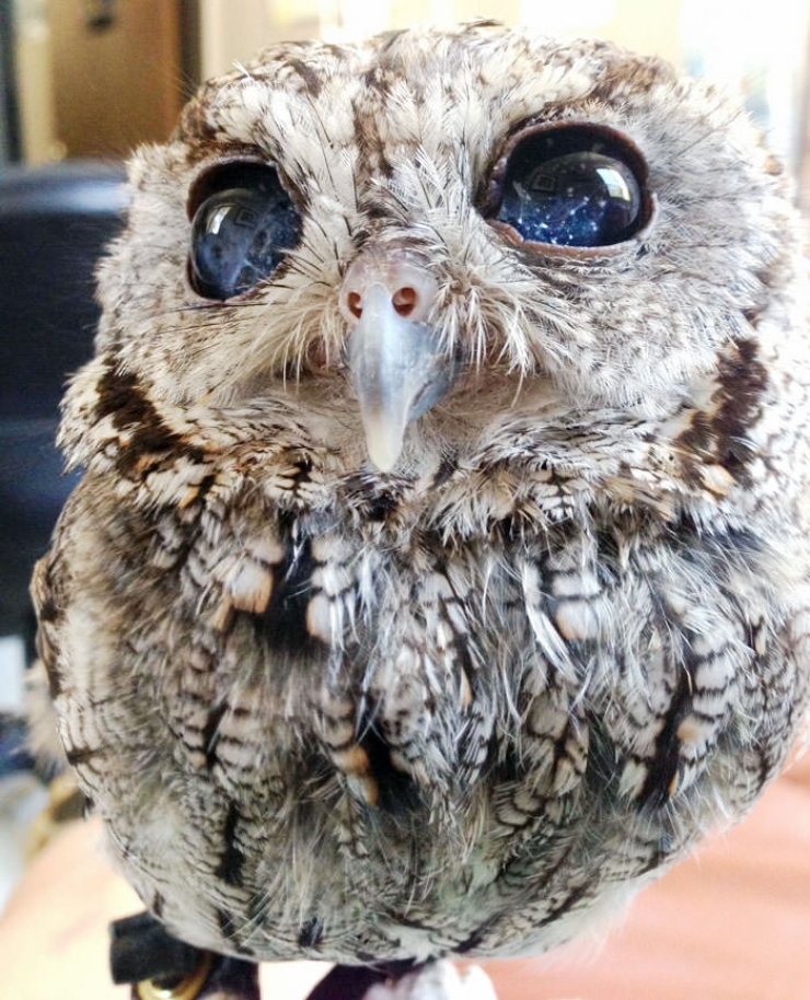 Illustration de l'article : Voici l'histoire de Zeus, le hibou aveugle recueilli par le Wildlife Learning Center