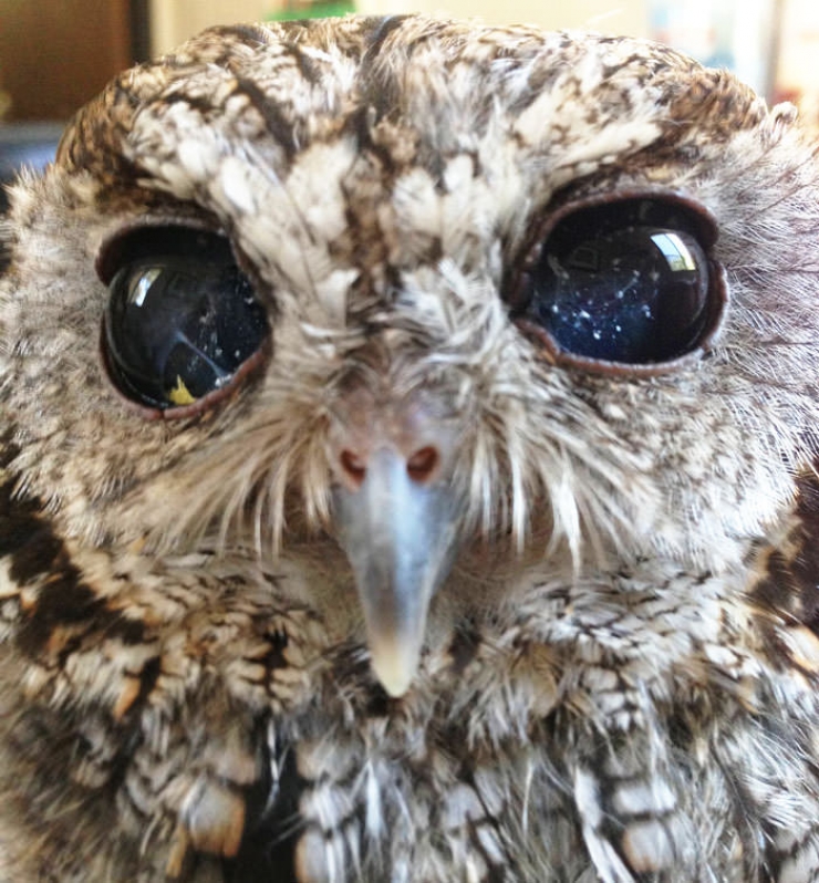 Illustration de l'article : Voici l'histoire de Zeus, le hibou aveugle recueilli par le Wildlife Learning Center