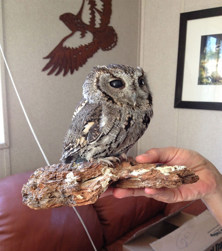 Illustration de l'article : Voici l'histoire de Zeus, le hibou aveugle recueilli par le Wildlife Learning Center