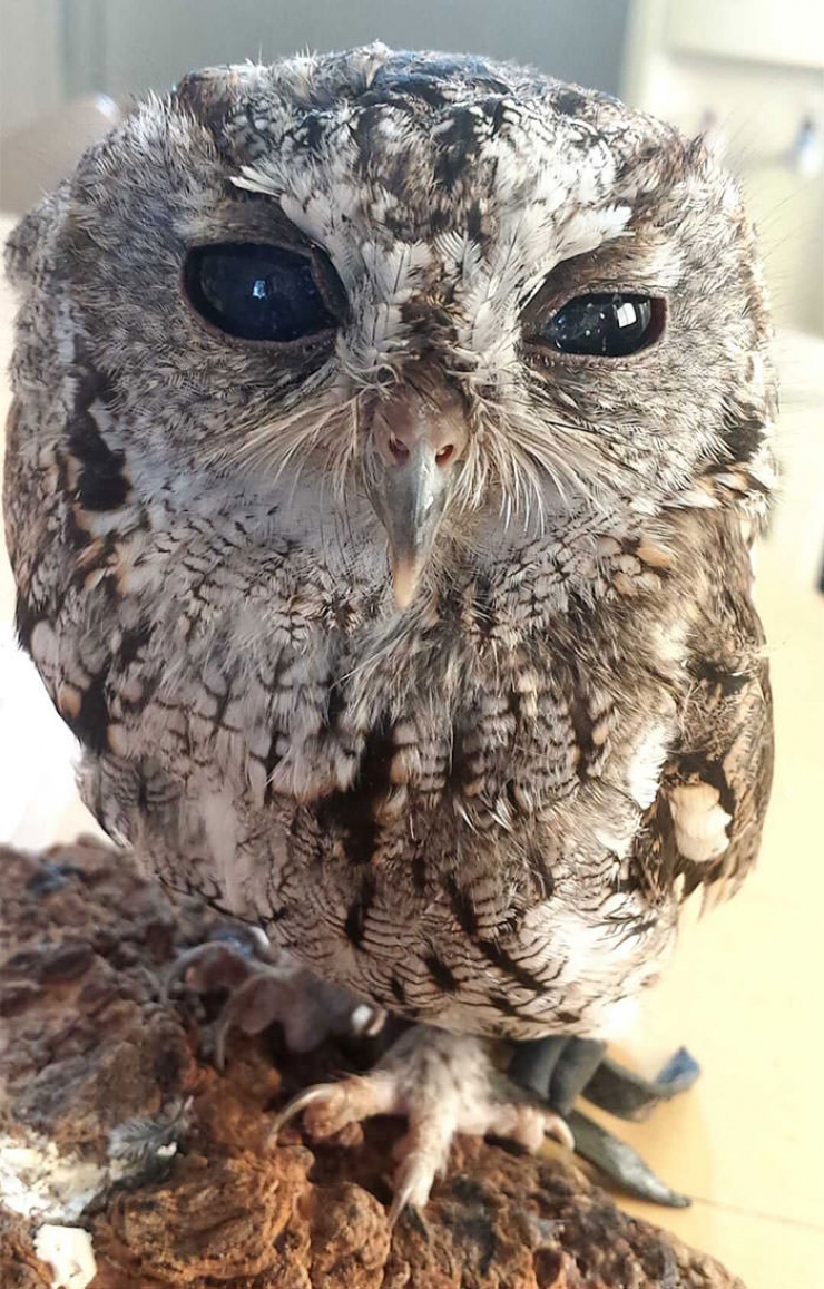Illustration de l'article : Voici l'histoire de Zeus, le hibou aveugle recueilli par le Wildlife Learning Center