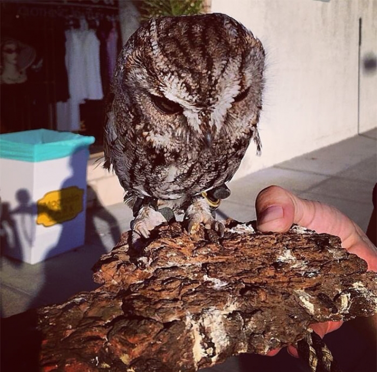 Illustration de l'article : Voici l'histoire de Zeus, le hibou aveugle recueilli par le Wildlife Learning Center